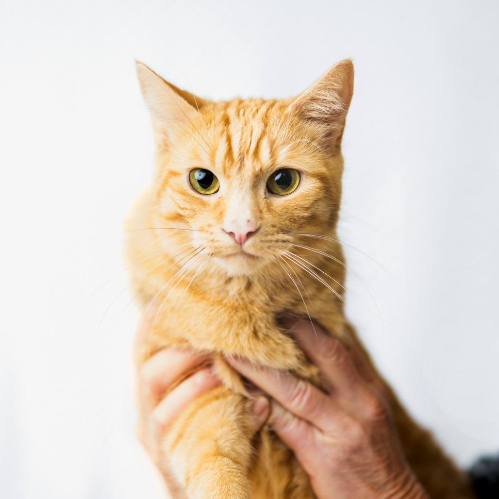 Enlarge Pacha, a Adoptable Domestic Short Hair in St. Paul, MN image 1/6