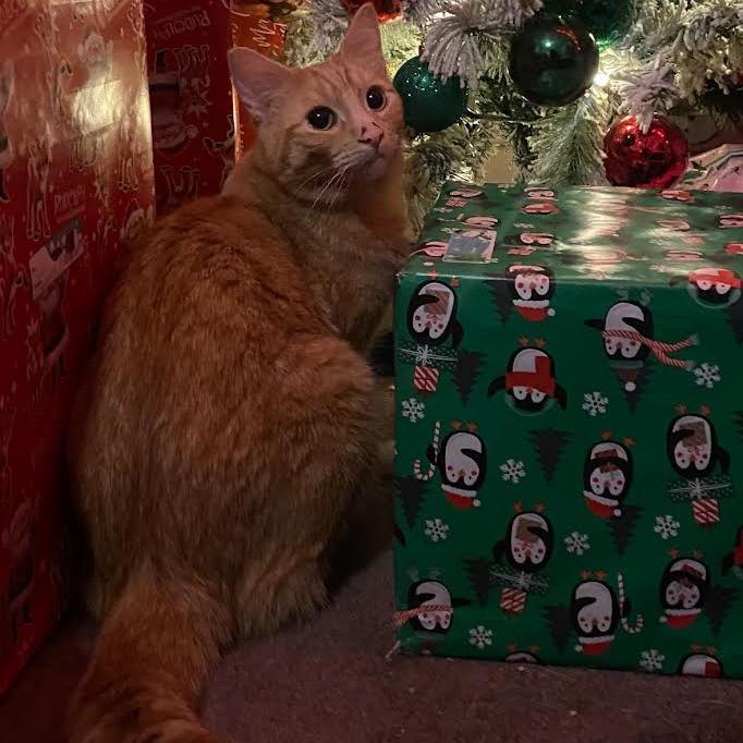 Enlarge Pacha, a Adoptable Domestic Short Hair in St. Paul, MN image 2/6