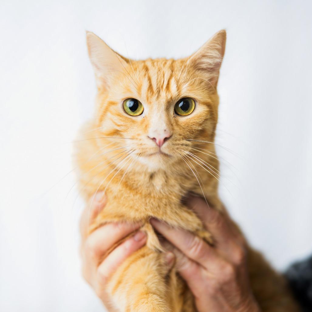 Enlarge Pacha, a Adoptable Domestic Short Hair in St. Paul, MN image 3/6