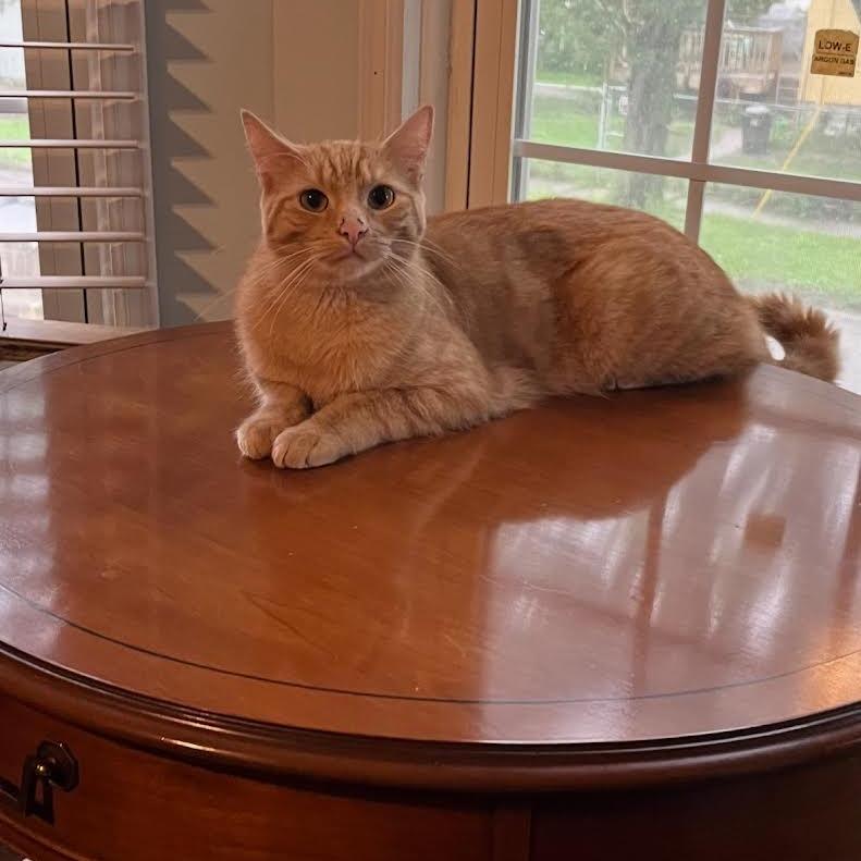 Enlarge Pacha, a Adoptable Domestic Short Hair in St. Paul, MN image 4/6