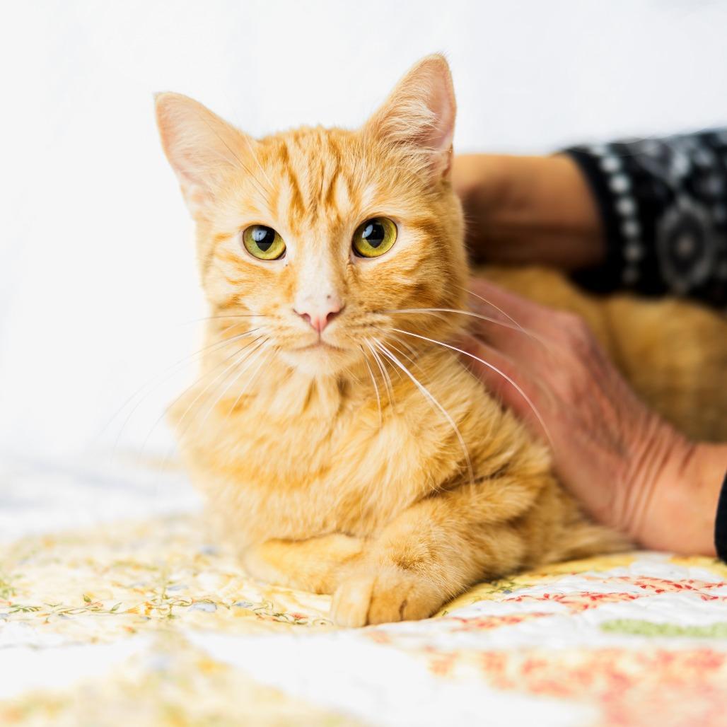 Enlarge Pacha, a Adoptable Domestic Short Hair in St. Paul, MN image 6/6