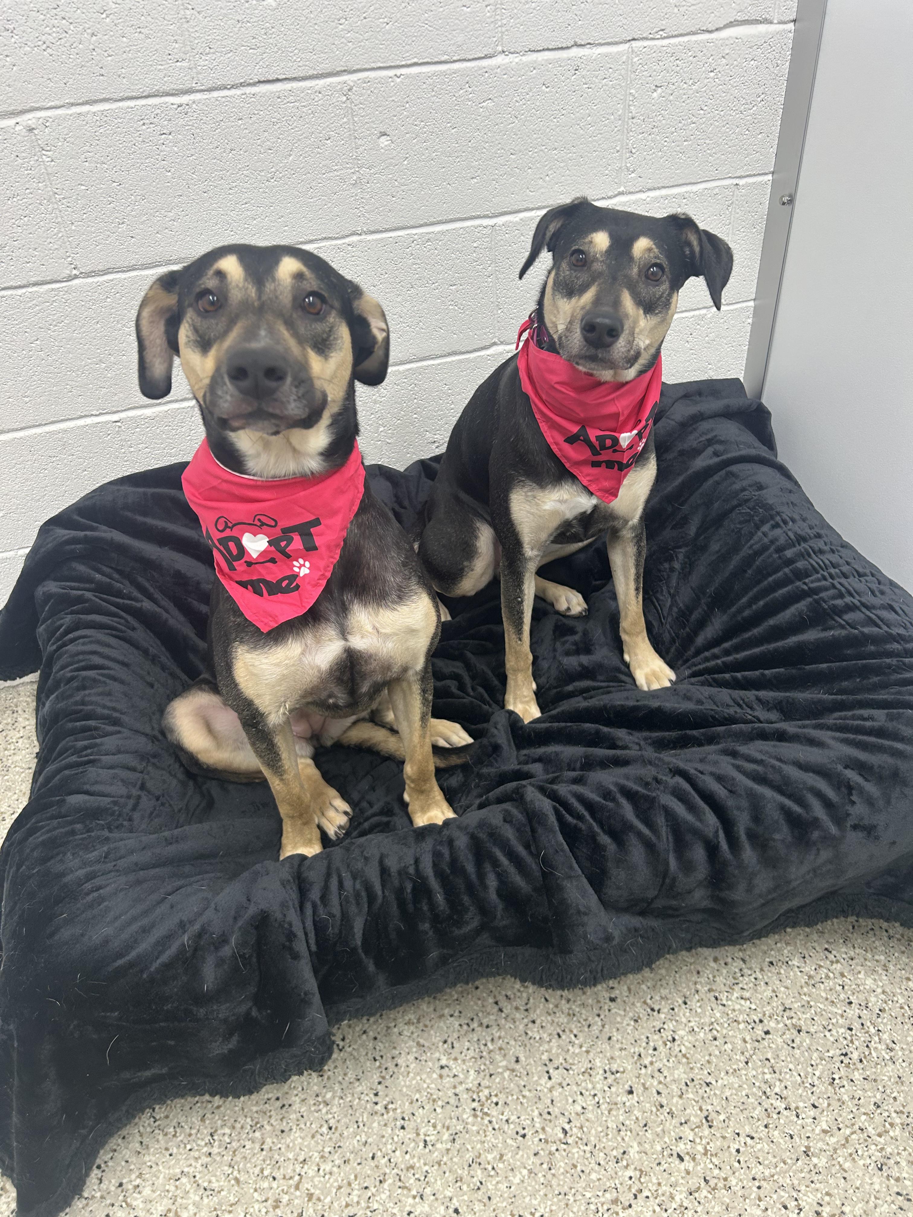 Enlarge Karen, a Adopted mixed breed in Appleton, WI image 4/5