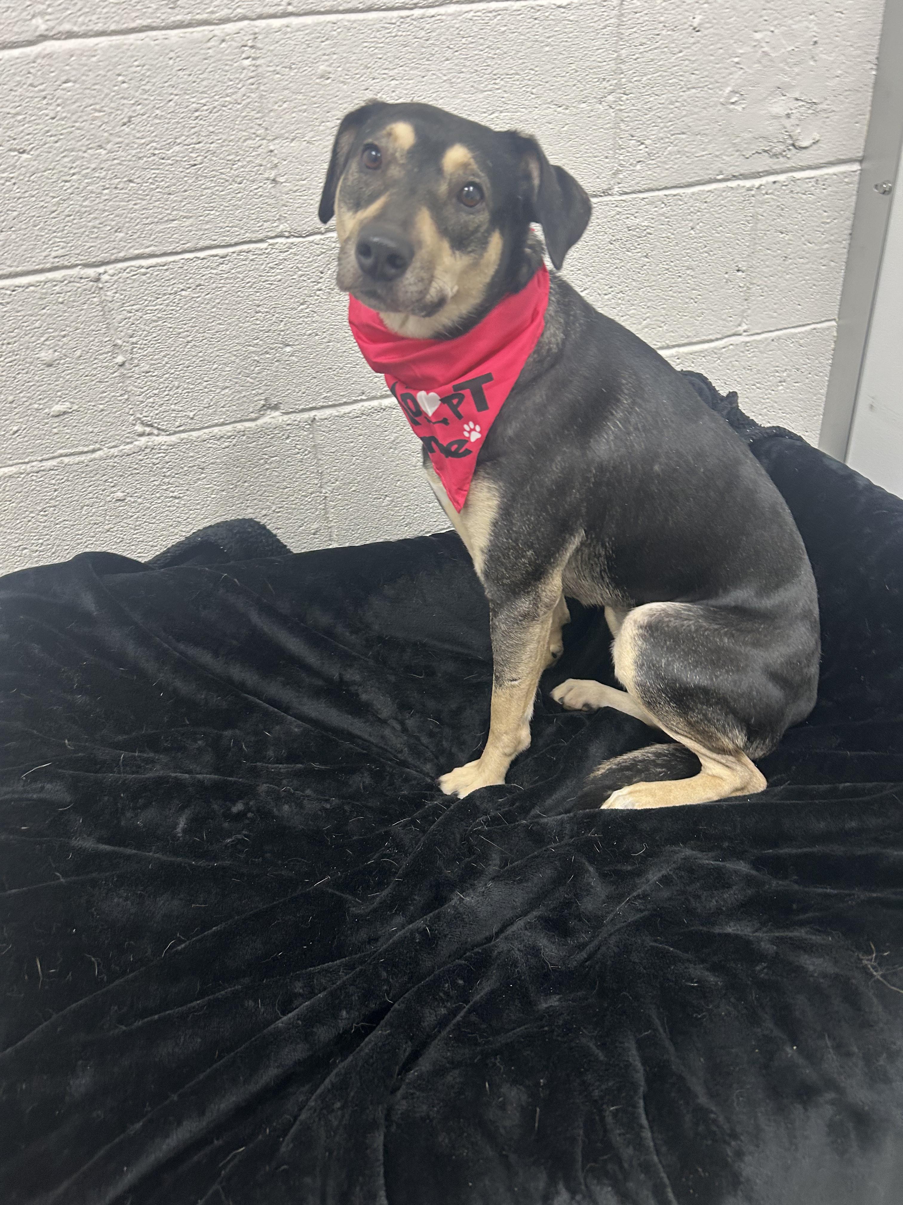 Karen, Adopted, Young Female Catahoula Leopard Dog.