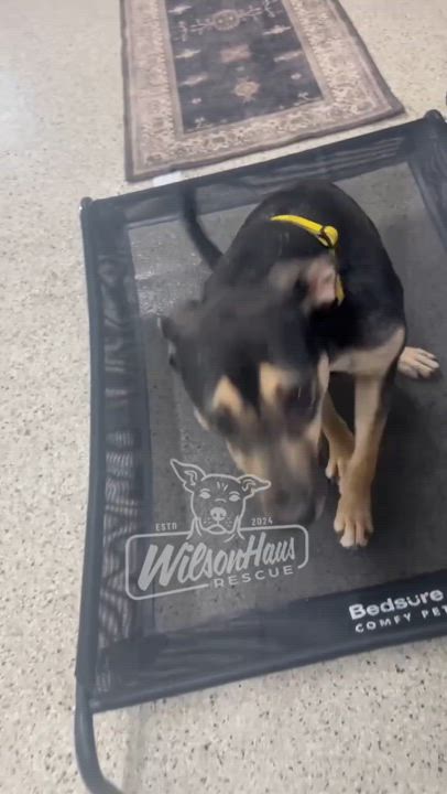 Enlarge Karen, a Adopted mixed breed in Appleton, WI video 2/5