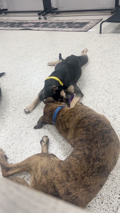 Enlarge Karen, a Adopted mixed breed in Appleton, WI video 3/5