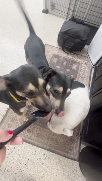 Enlarge Karen, a Adopted mixed breed in Appleton, WI video 5/5