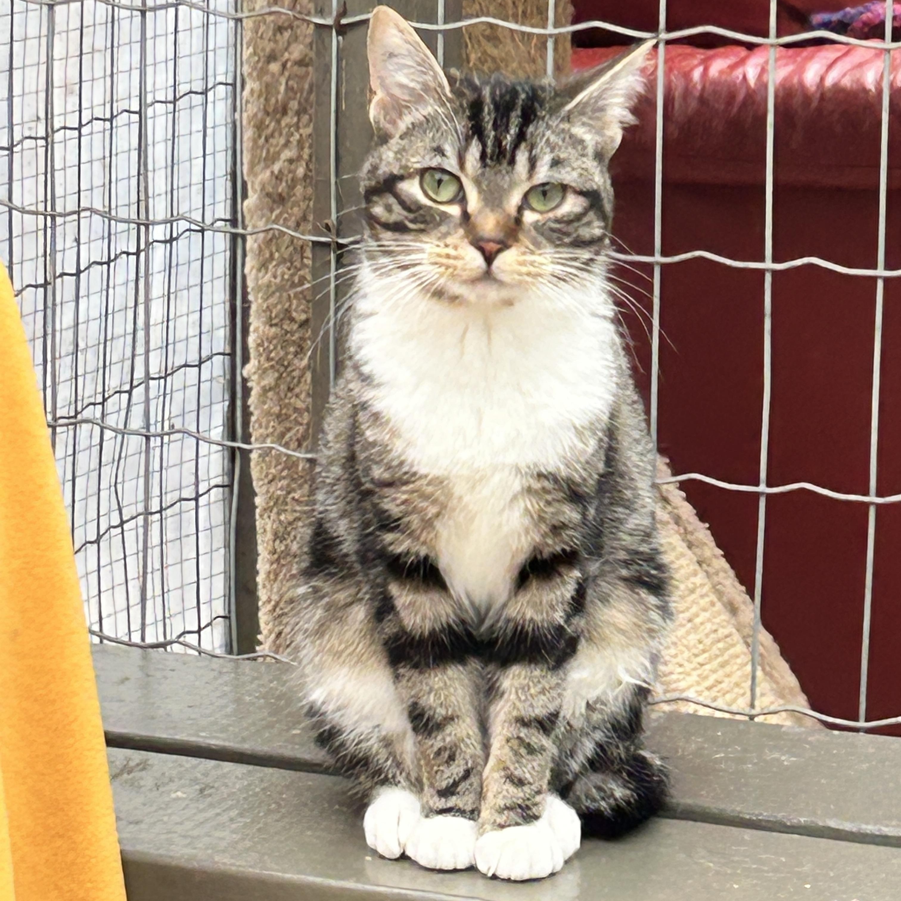 Enlarge Aurora , a ADOPTABLE Domestic Short Hair in Maple Ridge, BC image 6/6