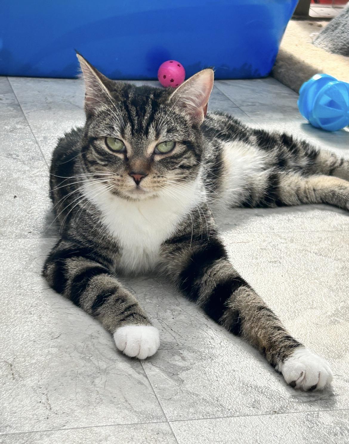 Aurora , ADOPTABLE, Kitten Female Domestic Short Hair.