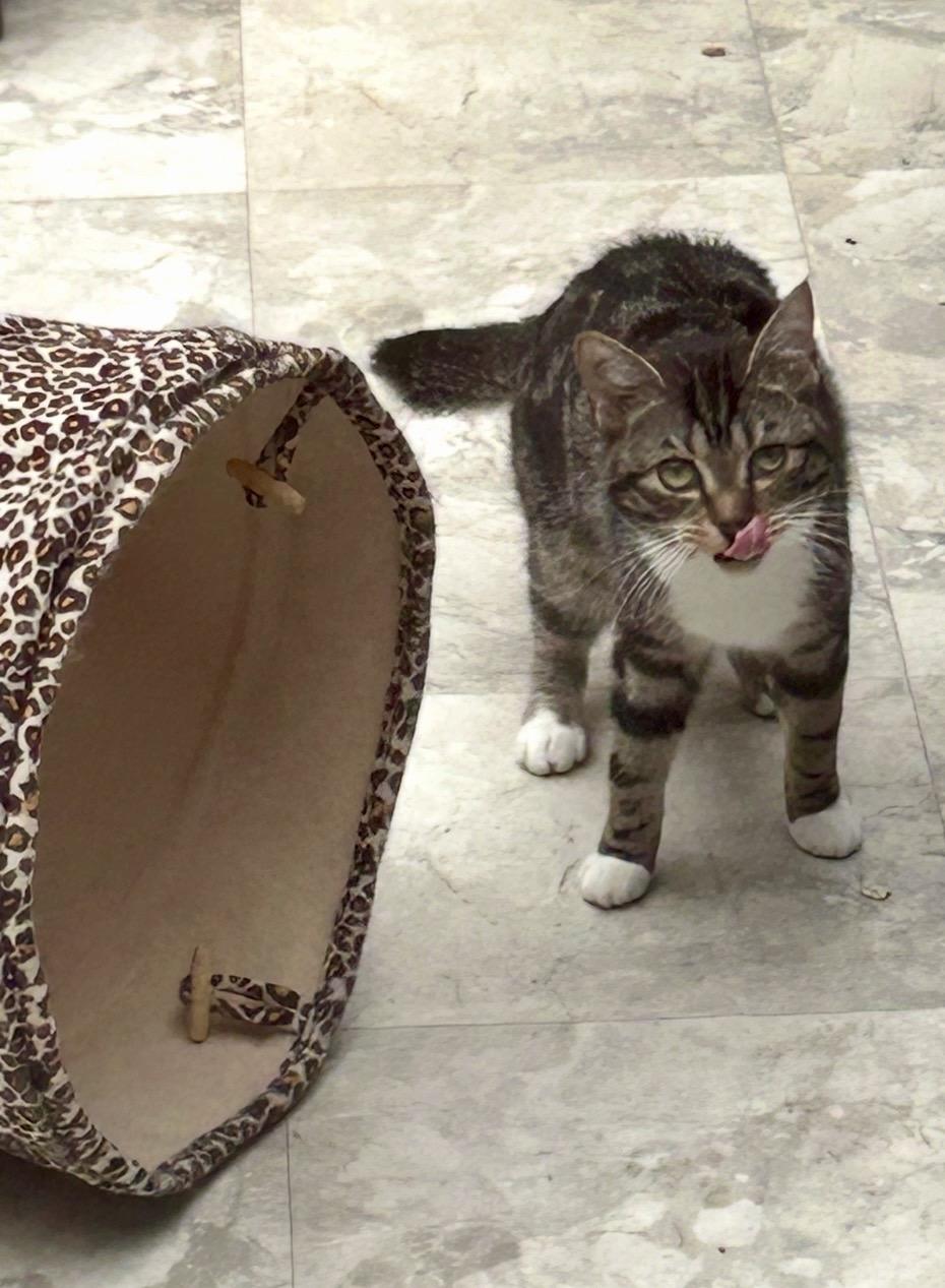 Enlarge Aurora , a ADOPTABLE Domestic Short Hair in Maple Ridge, BC image 4/6
