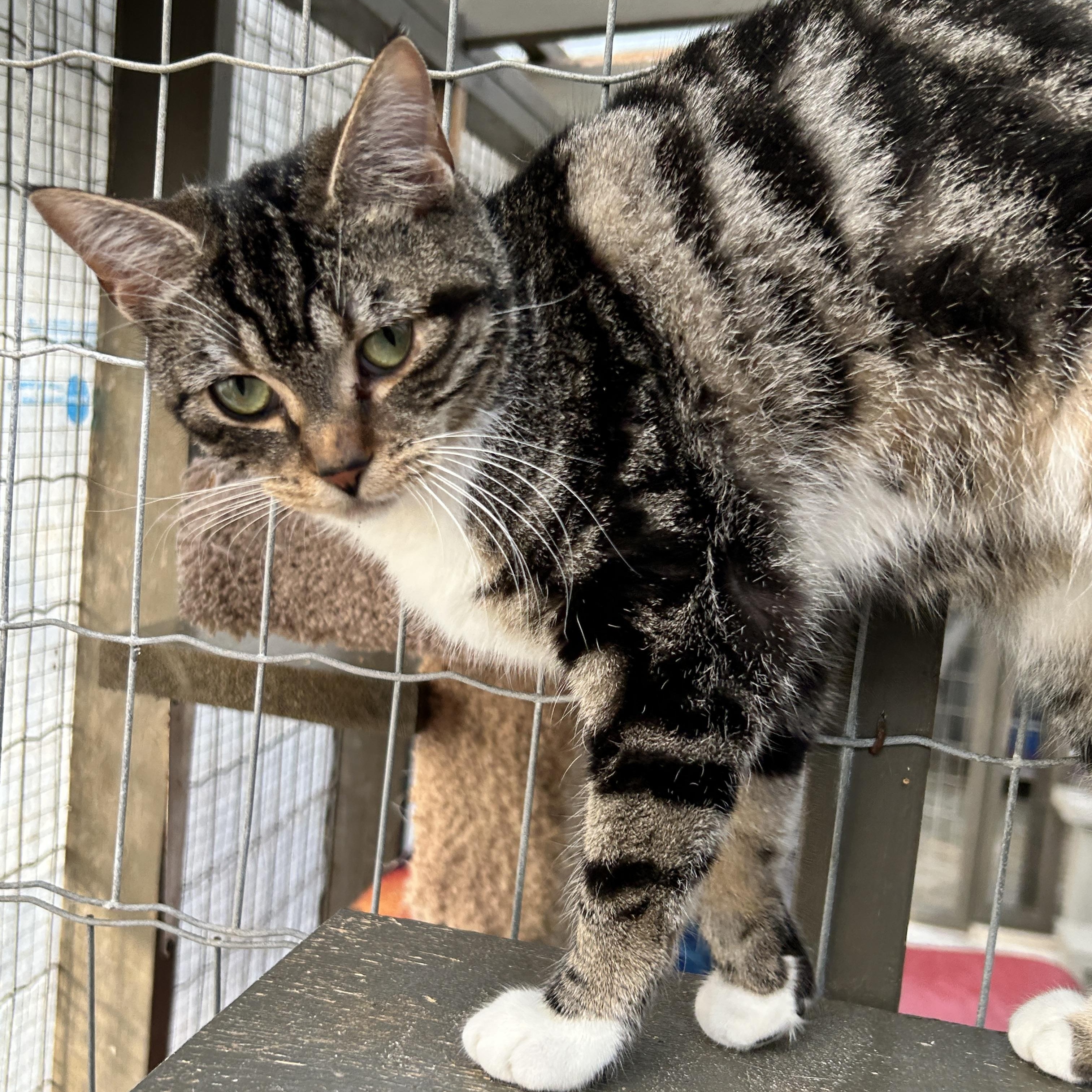 Enlarge Aurora , a ADOPTABLE Domestic Short Hair in Maple Ridge, BC image 5/6