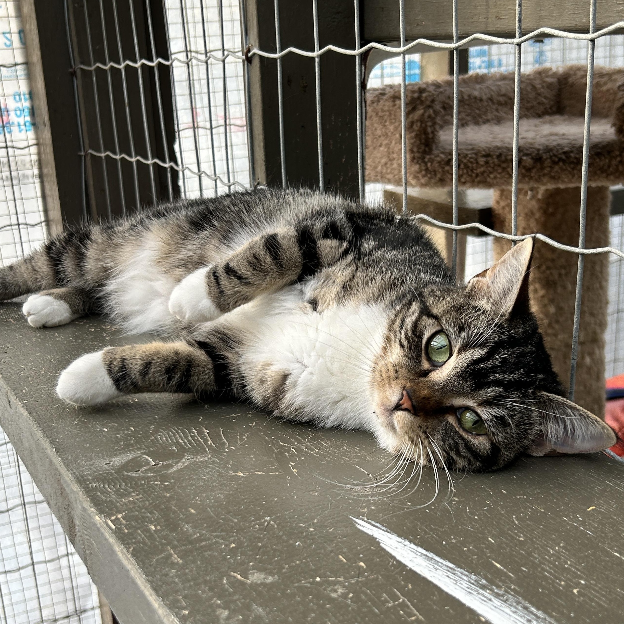 Enlarge Aurora , a ADOPTABLE Domestic Short Hair in Maple Ridge, BC image 2/6