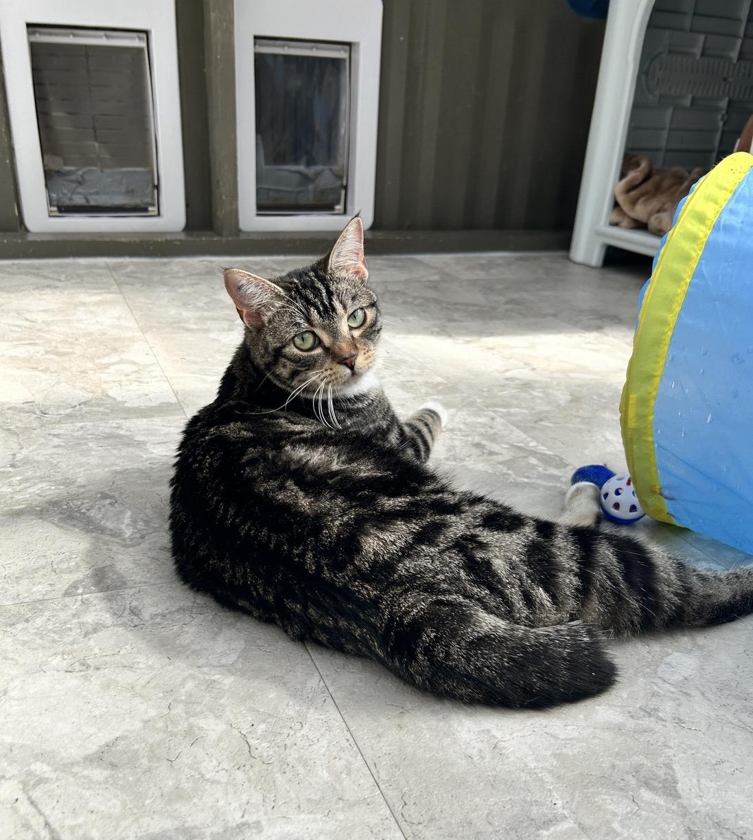 Enlarge Aurora , a ADOPTABLE Domestic Short Hair in Maple Ridge, BC image 3/6