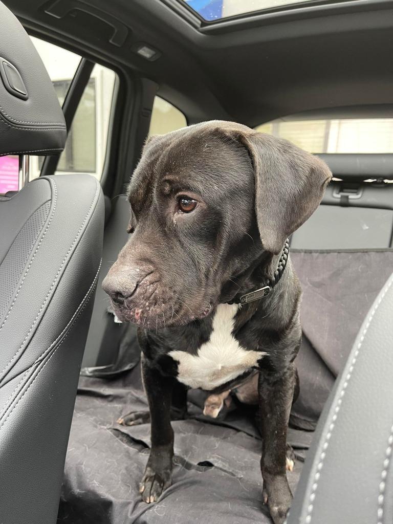 Buckley, Adoptable, Adult Male Labrador Retriever & Mixed Breed.