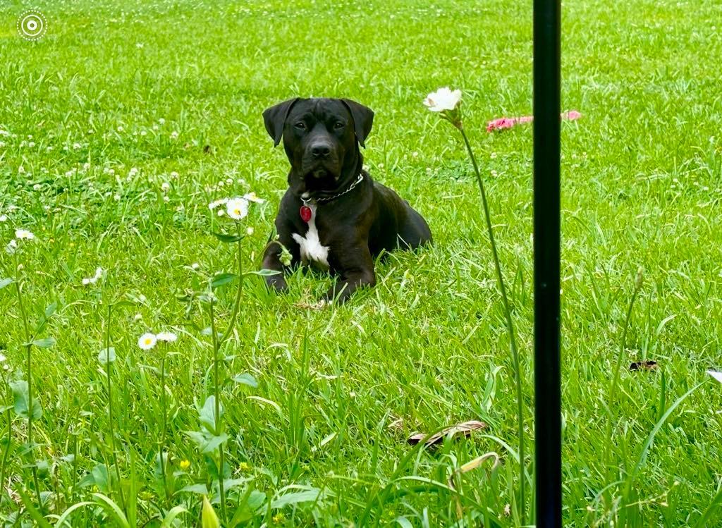 Enlarge Buckley, a Adoptable mixed breed in Macon, GA image 2/6