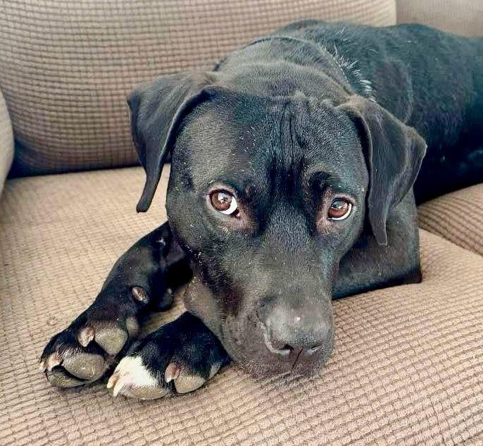 Enlarge Buckley, a Adoptable mixed breed in Macon, GA image 3/6