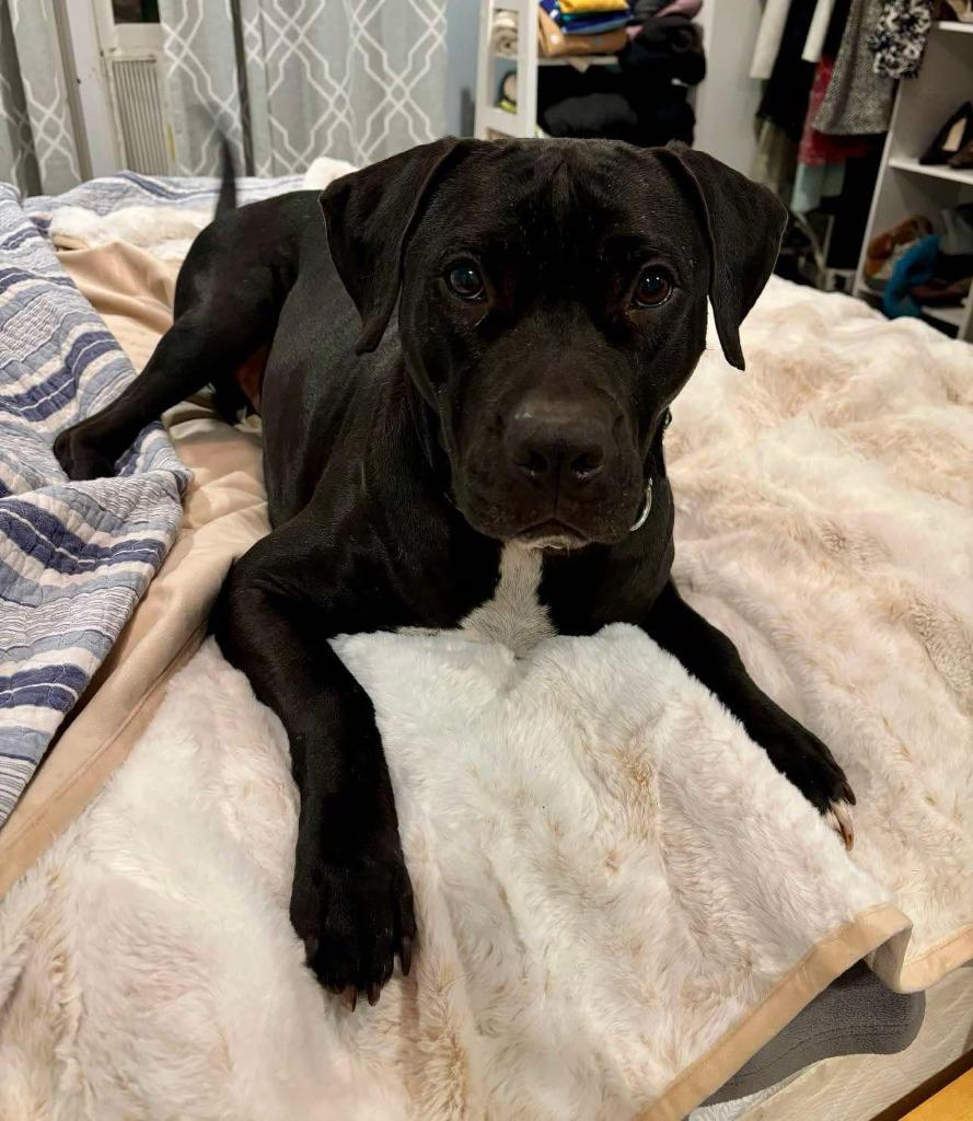 Enlarge Buckley, a Adoptable mixed breed in Macon, GA image 4/6