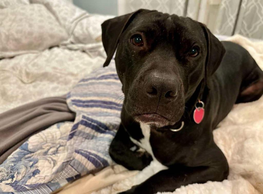 Enlarge Buckley, a Adoptable mixed breed in Macon, GA image 5/6