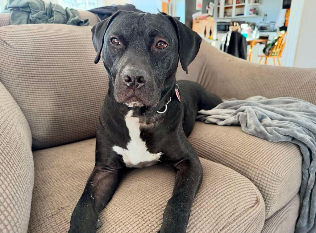 Enlarge Buckley, a Adoptable mixed breed in Macon, GA image 6/6