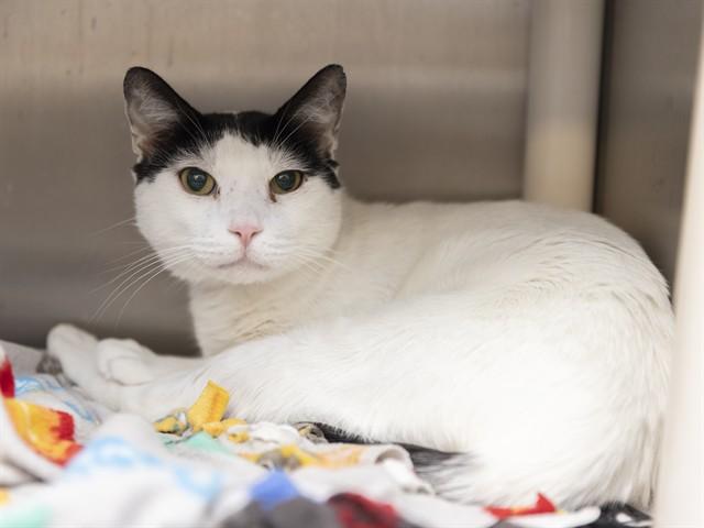 Enlarge CATILLAC, a Adoptable Domestic Short Hair in Phoenix, AZ image 1/1