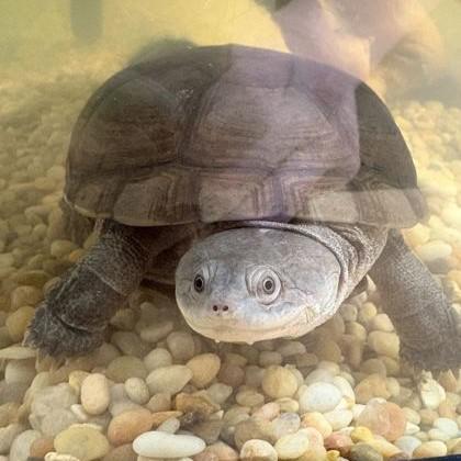 Squirmy, adopted, Adult Unknown Turtle.