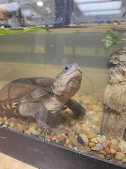 Enlarge Squirmy, an adopted Turtle in Dubuque, IA image 2/2