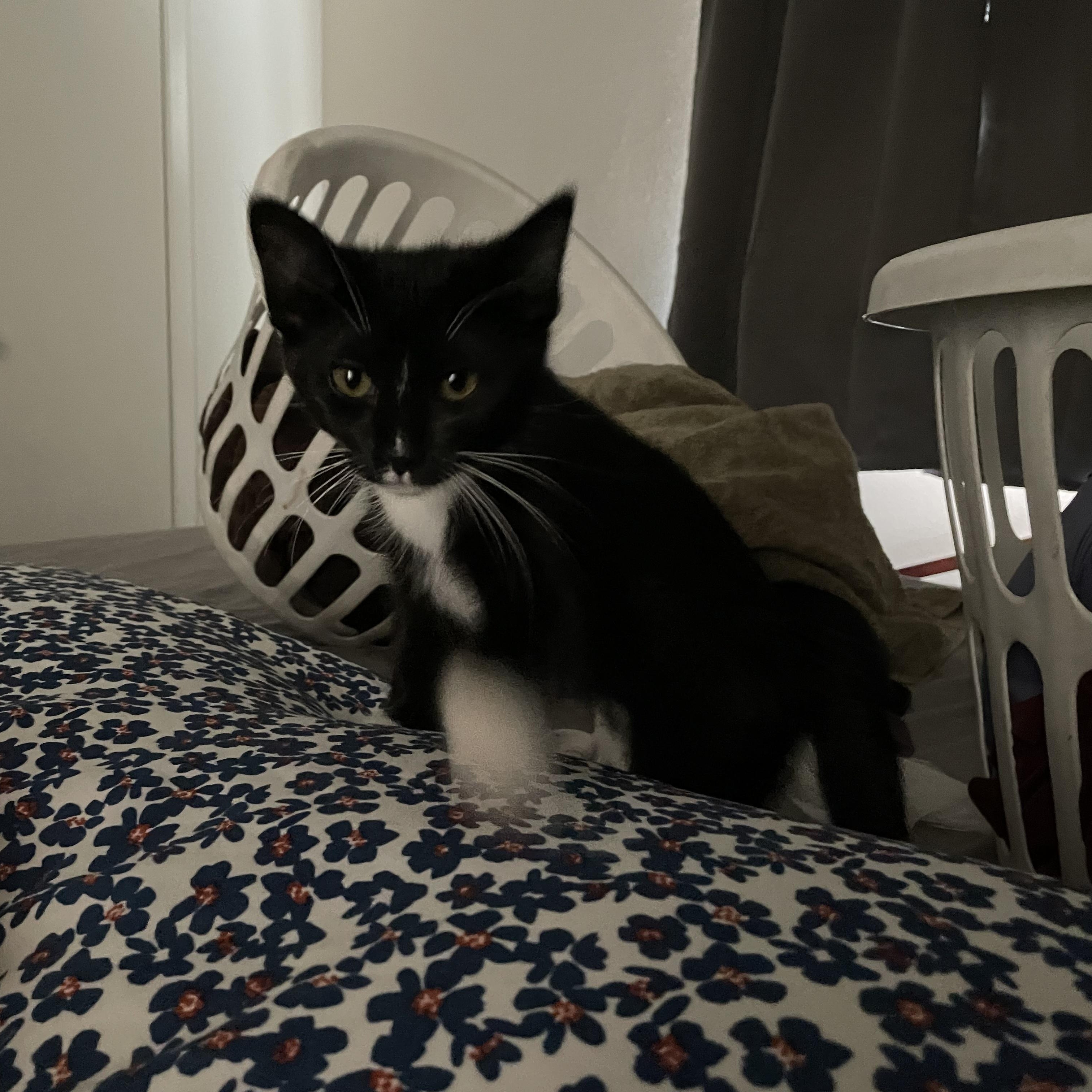 Russet, a ADOPTABLE Domestic Short Hair in Bryan, TX image 6/6