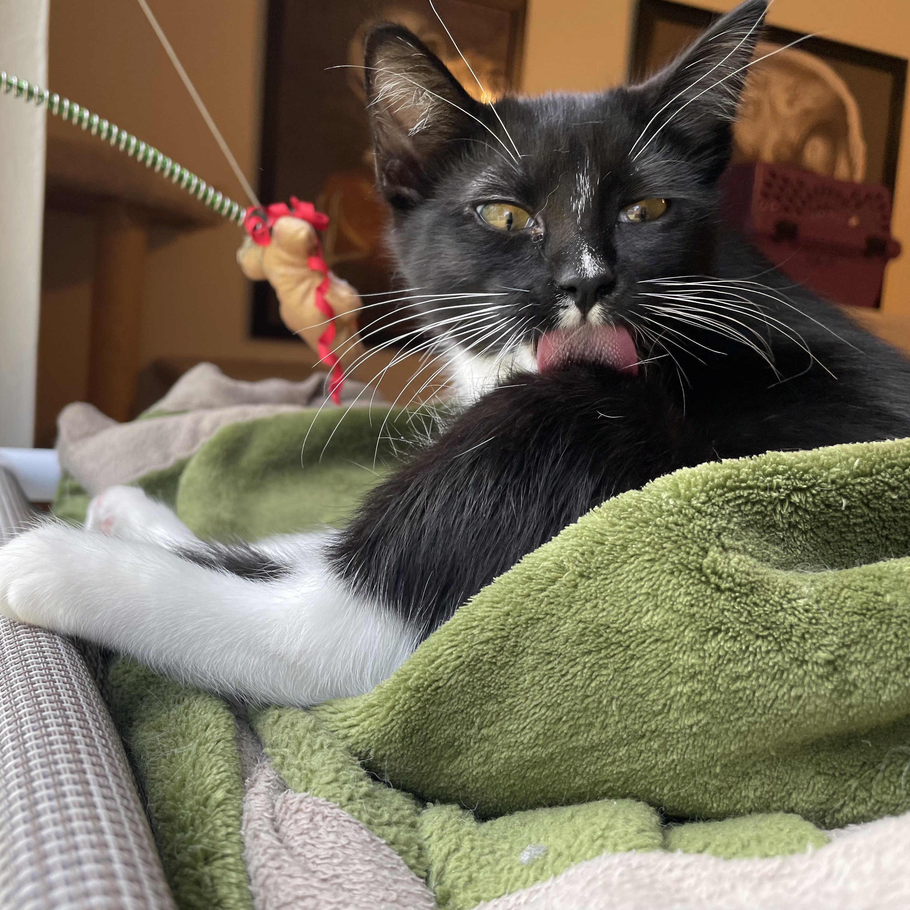 Russet, a ADOPTABLE Domestic Short Hair in Bryan, TX image 3/6