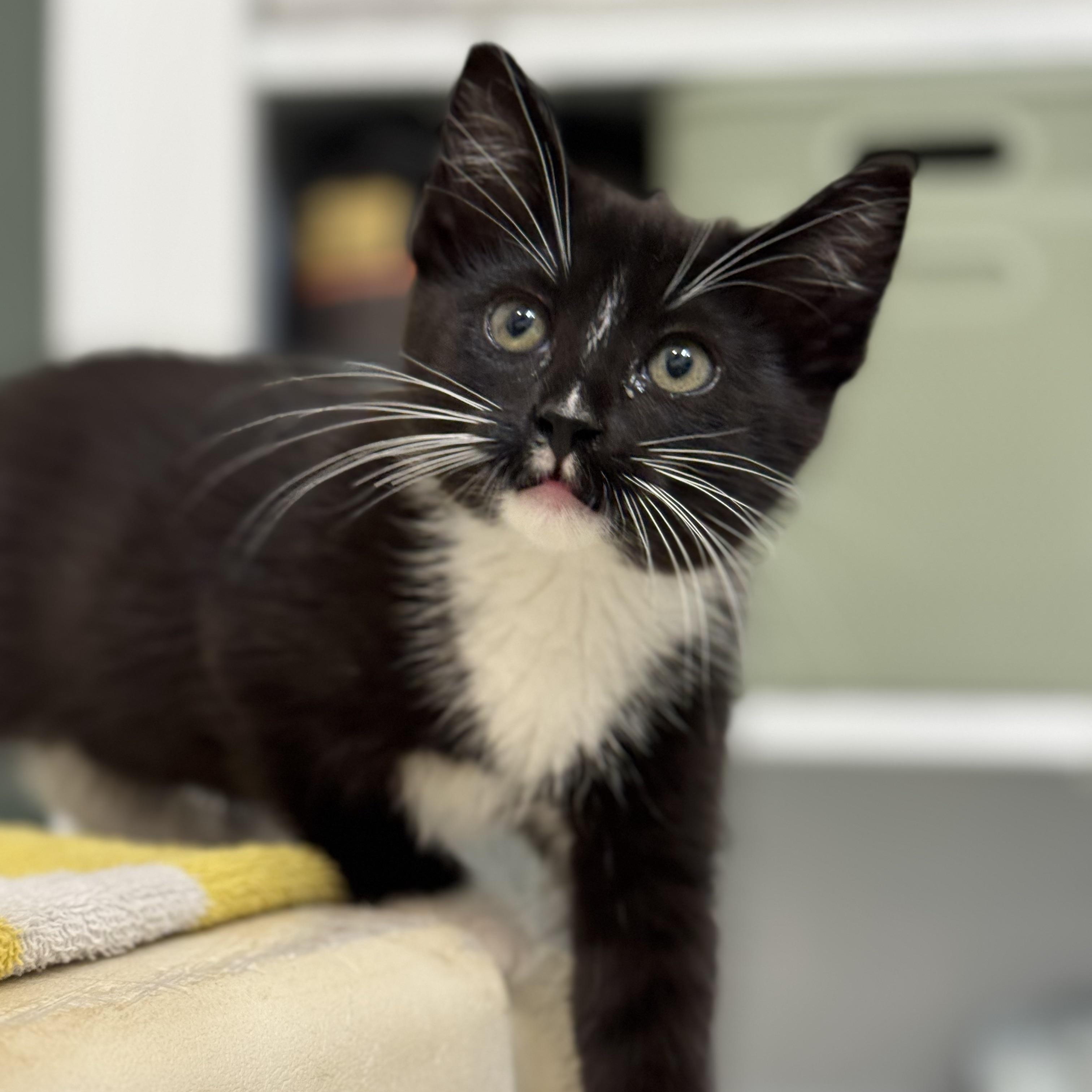 Russet, ADOPTABLE, Kitten Female Domestic Short Hair.