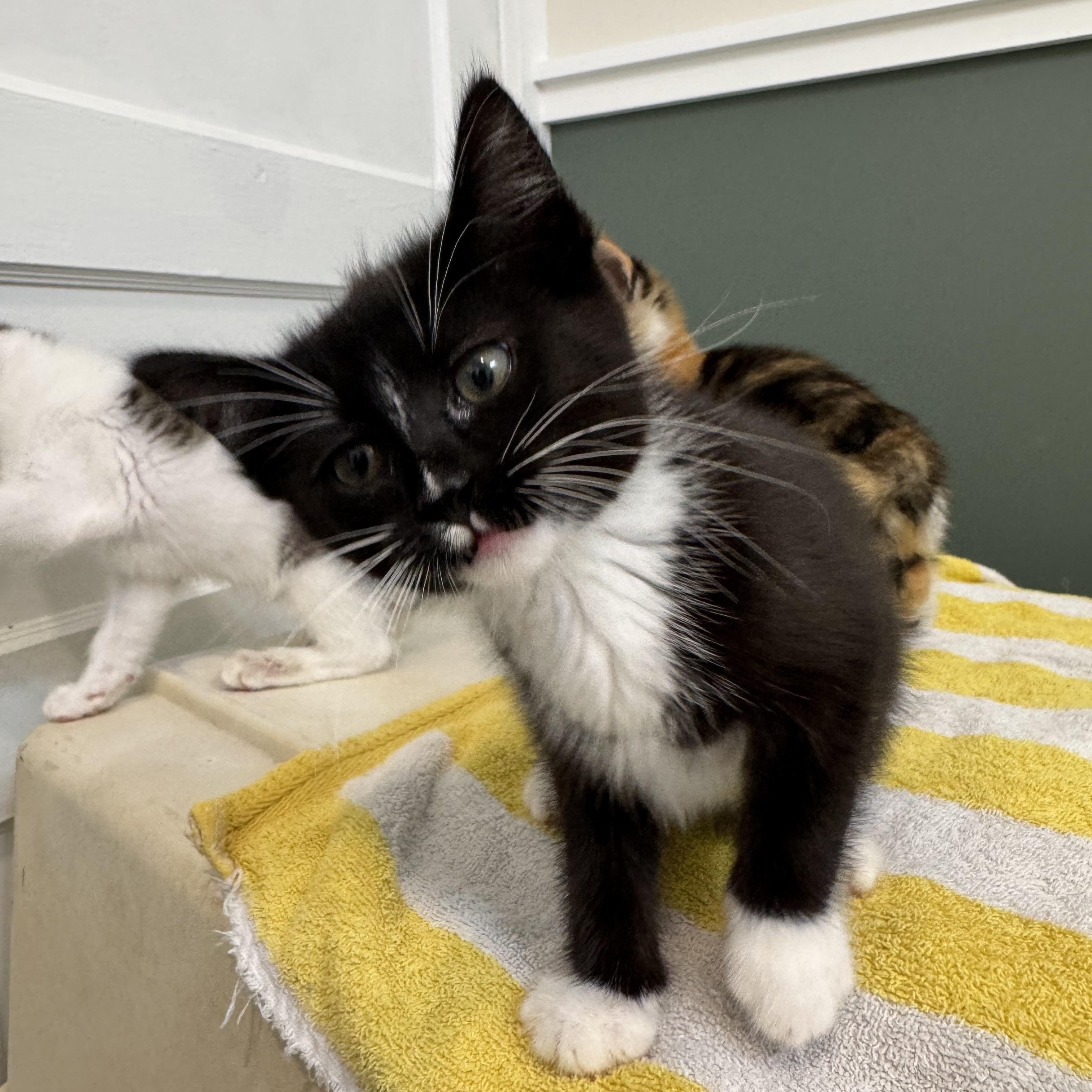 Russet, a ADOPTABLE Domestic Short Hair in Bryan, TX image 2/4