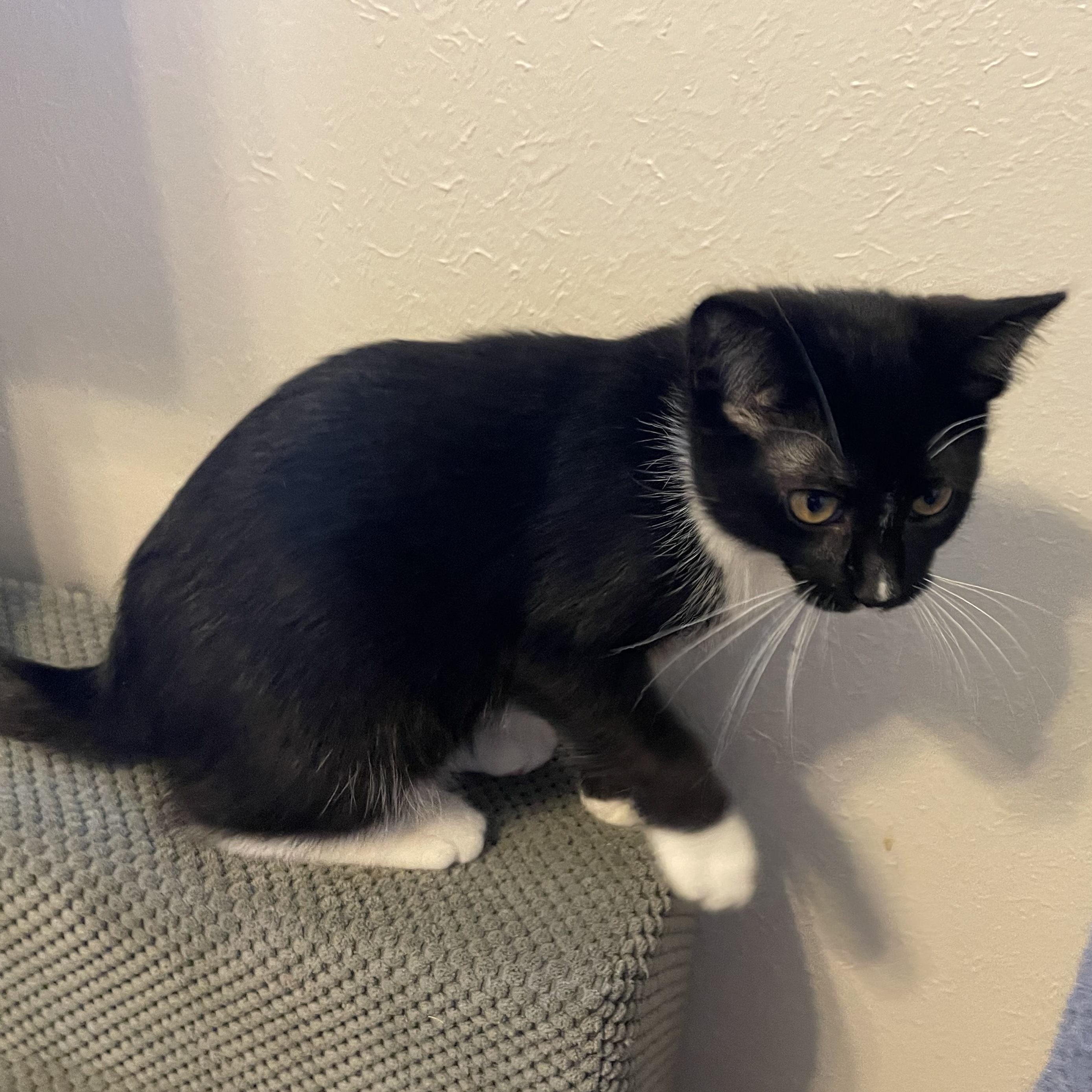 Russet, ADOPTABLE, Kitten Female Domestic Short Hair.