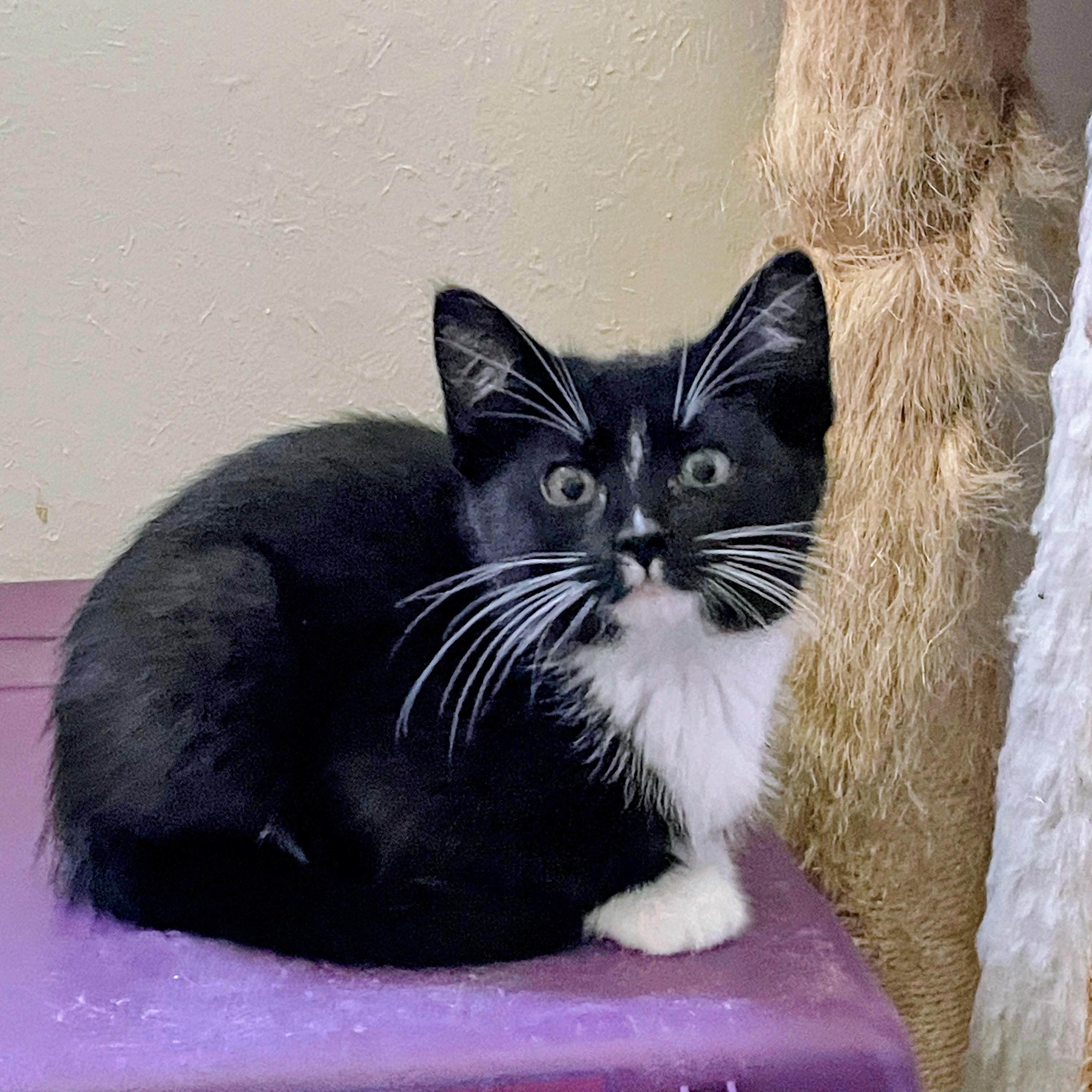 Russet, a ADOPTABLE Domestic Short Hair in Bryan, TX image 5/6