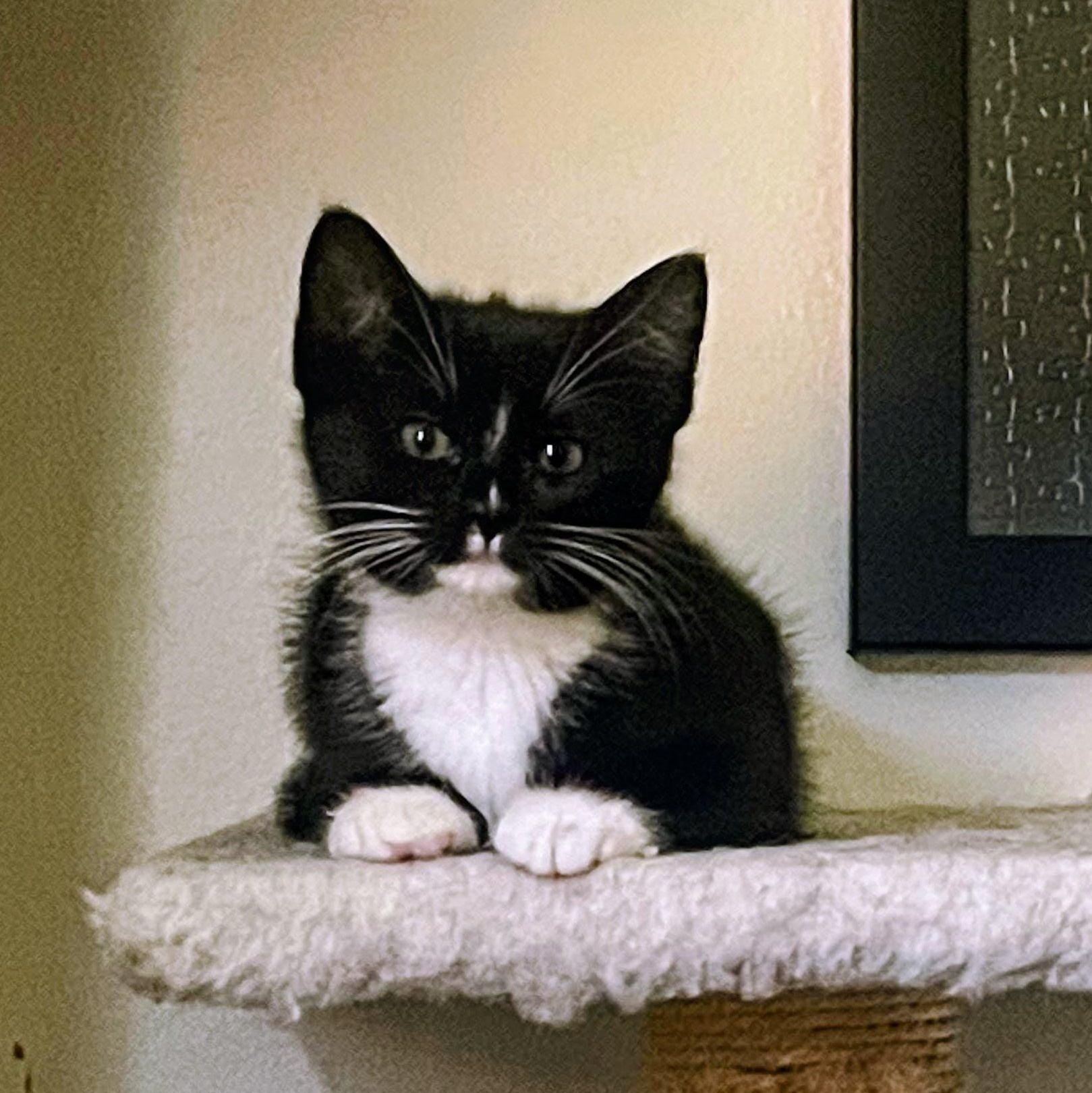 Russet, a ADOPTABLE Domestic Short Hair in Bryan, TX image 2/6