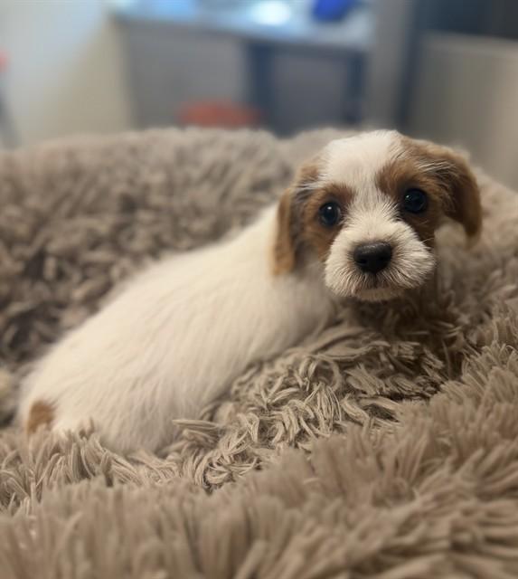 MAISIE, Adoptable, Puppy Female Poodle & Mixed Breed.