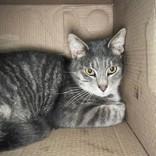 Enlarge George, an adopted Domestic Short Hair in Hilliard, OH image 1/1