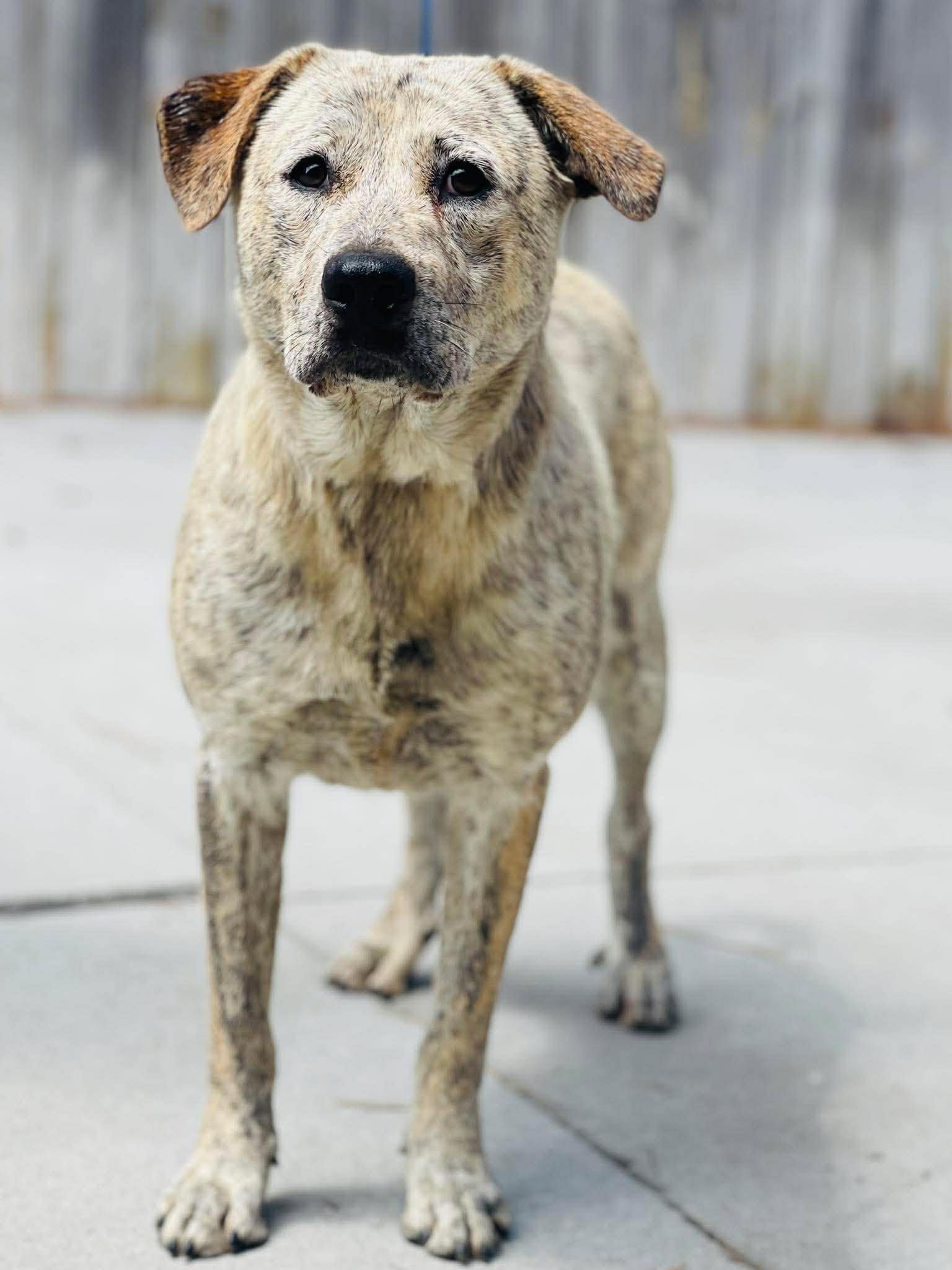 AC- 4647 " Harriet ", ADOPTABLE, Adult Female Cattle Dog.