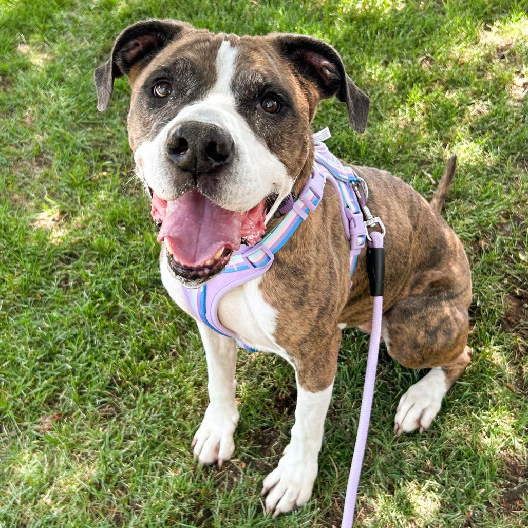 844 (2026) Clover, Adoptable, Adult Female Boxer & Mixed Breed.