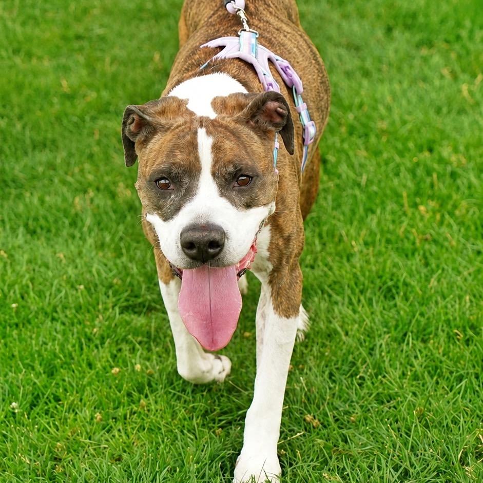 844 (2026) Clover, a Adoptable mixed breed in Parker, CO image 2/6