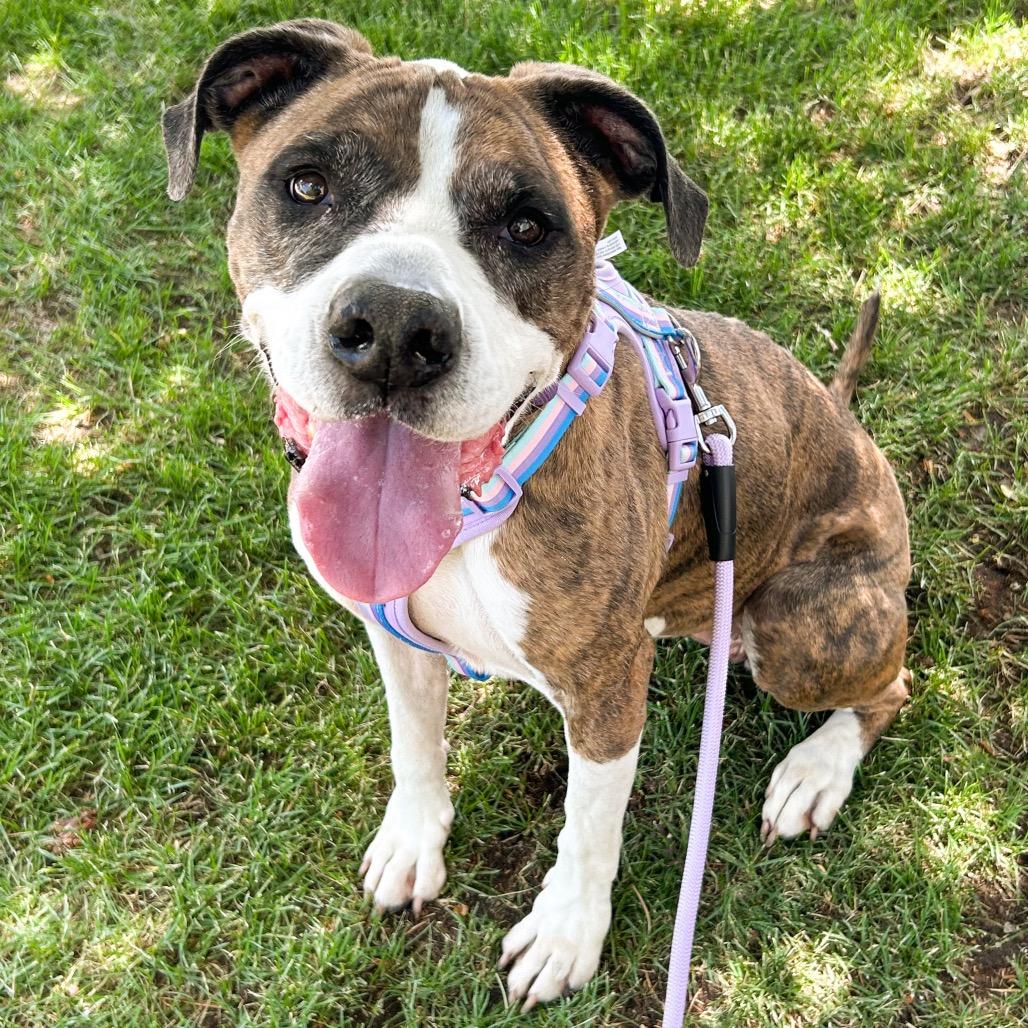844 (2026) Clover, a Adoptable mixed breed in Parker, CO image 3/6