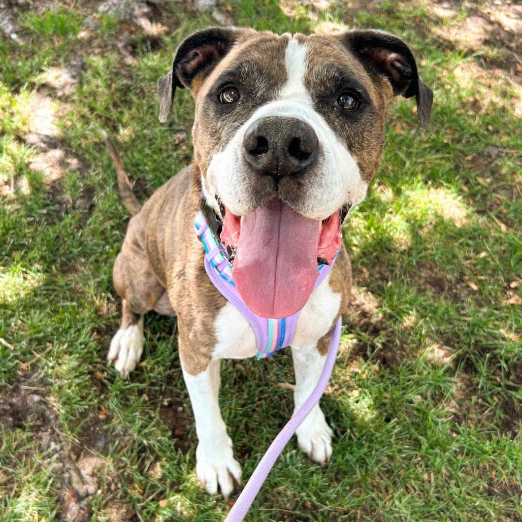 844 (2026) Clover, a Adoptable mixed breed in Parker, CO image 4/6