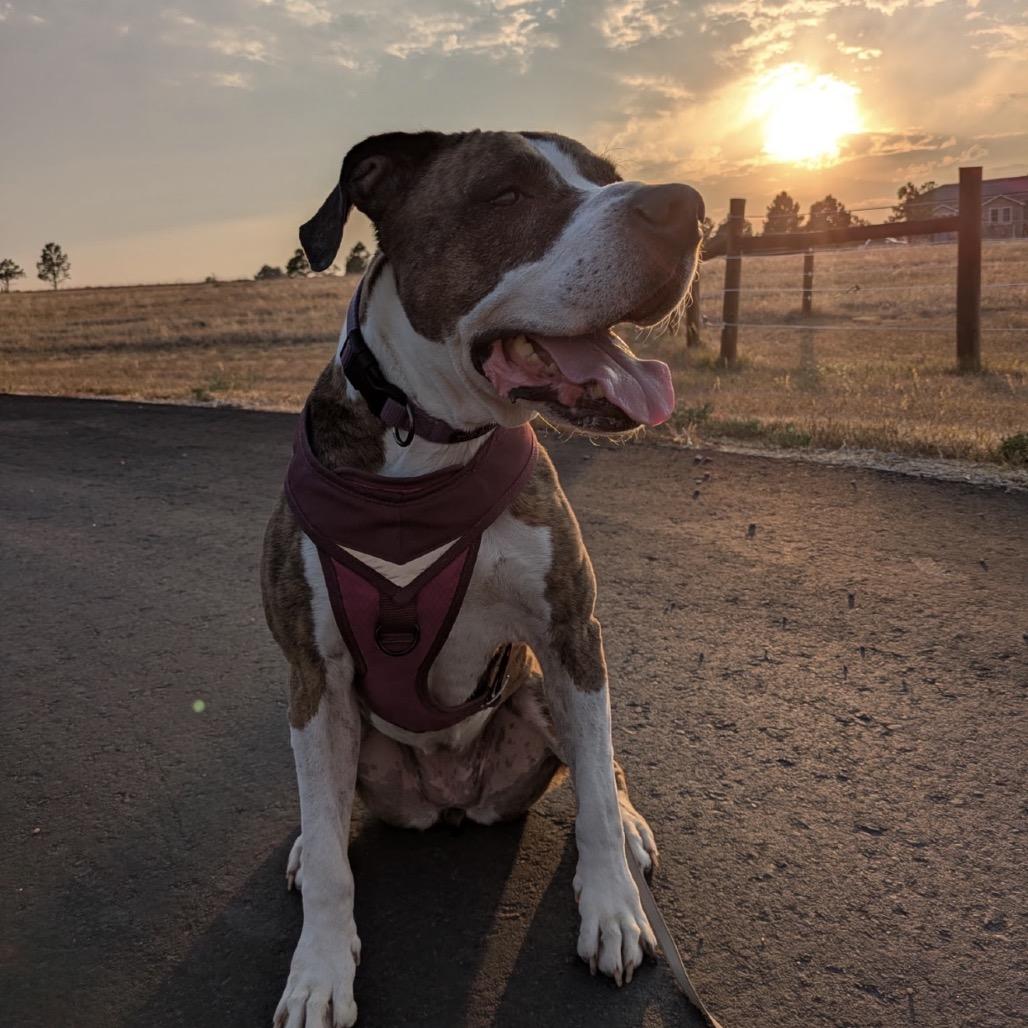 844 (2026) Clover, a Adoptable mixed breed in Parker, CO image 5/6