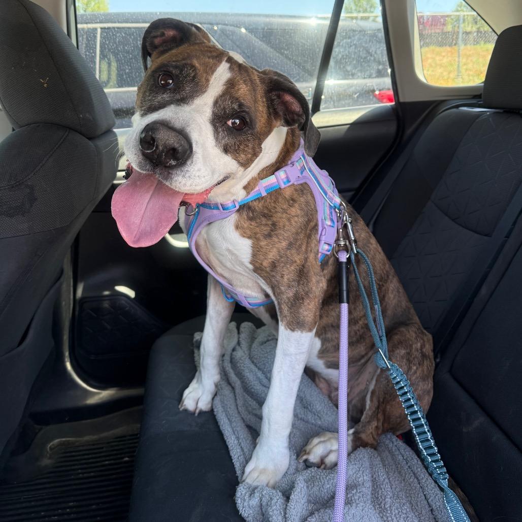 844 (2026) Clover, a Adoptable mixed breed in Parker, CO image 6/6