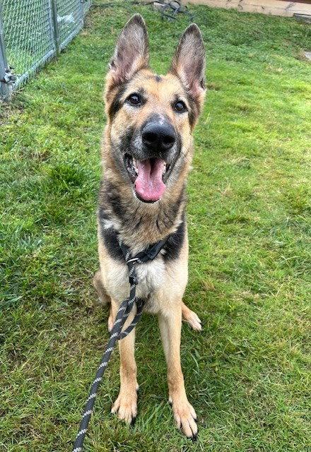 PR 50 Nyota Uhura, Adoptable, Adult Female German Shepherd Dog.