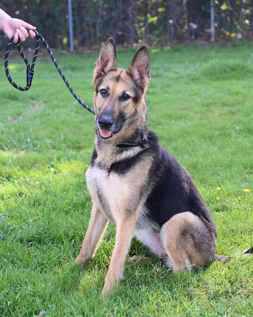 PR 50 Nyota Uhura, a Adoptable German Shepherd Dog in Glen Allen, VA image 2/3