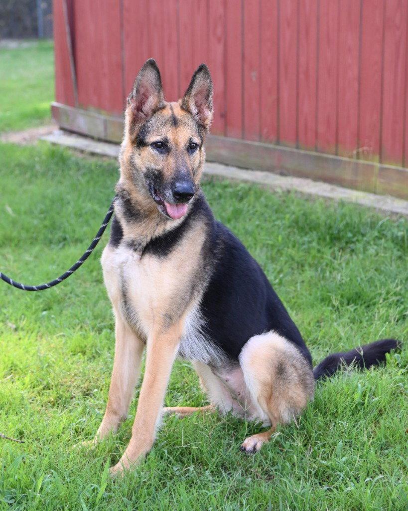 PR 50 Nyota Uhura, a Adoptable German Shepherd Dog in Glen Allen, VA image 3/3