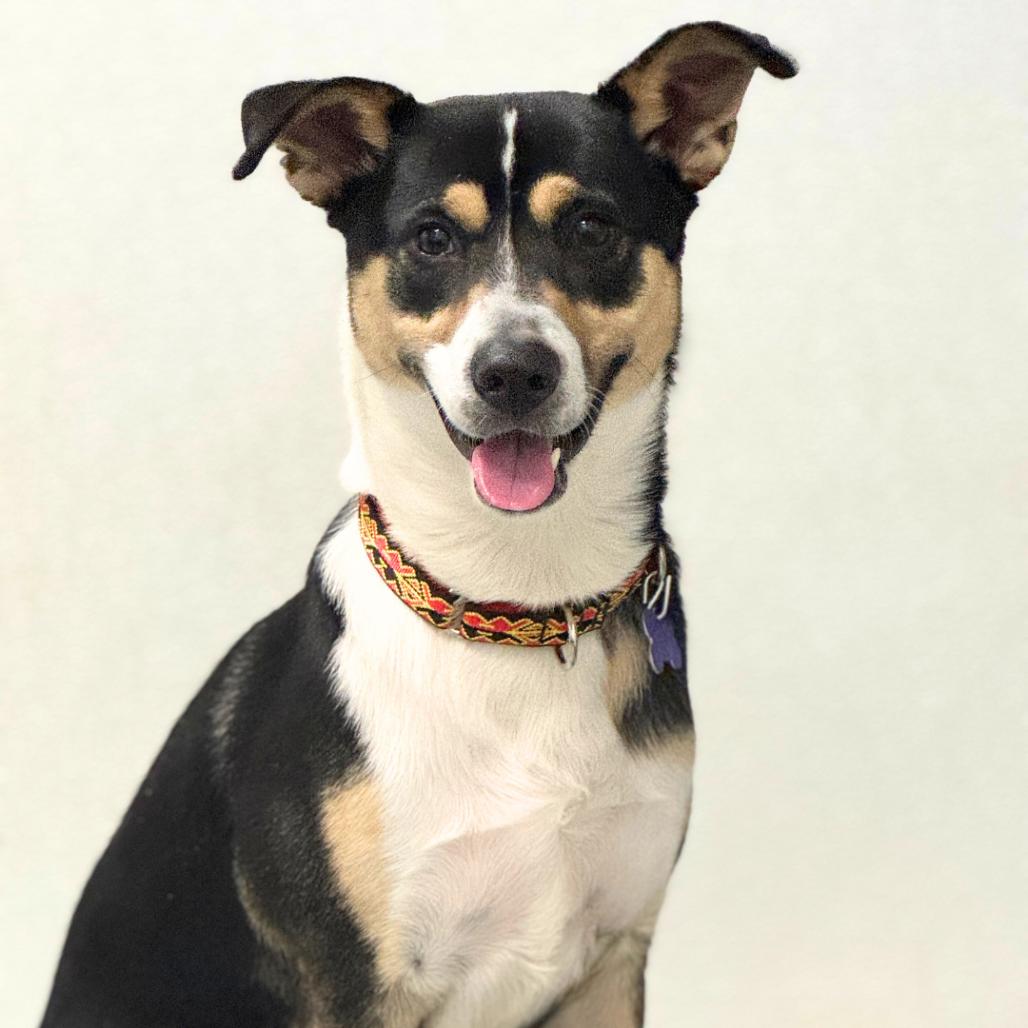 Enlarge Scooter, a Adoptable Mixed Breed in Hopkinton, MA image 1/5