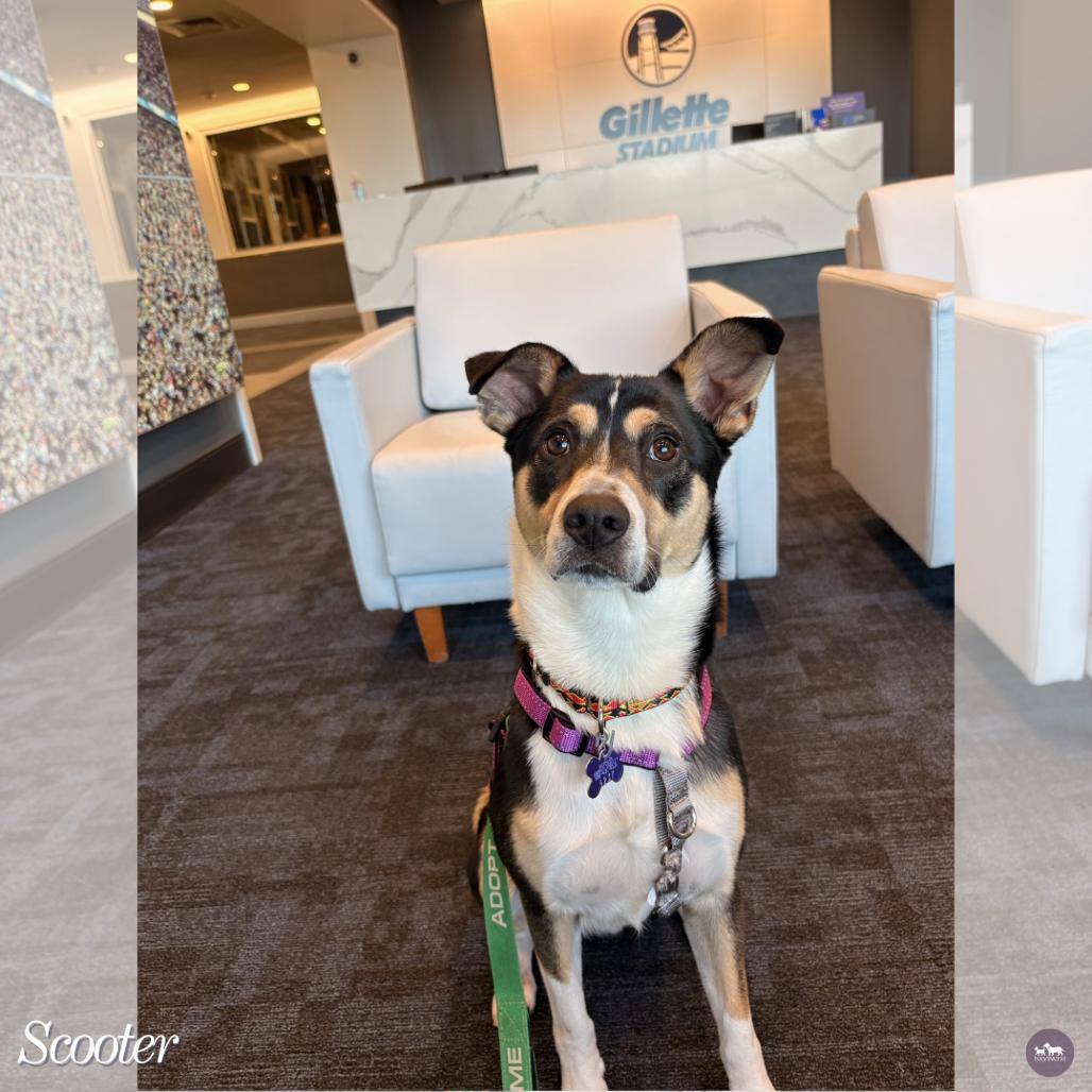 Enlarge Scooter, a Adoptable Mixed Breed in Hopkinton, MA image 2/5