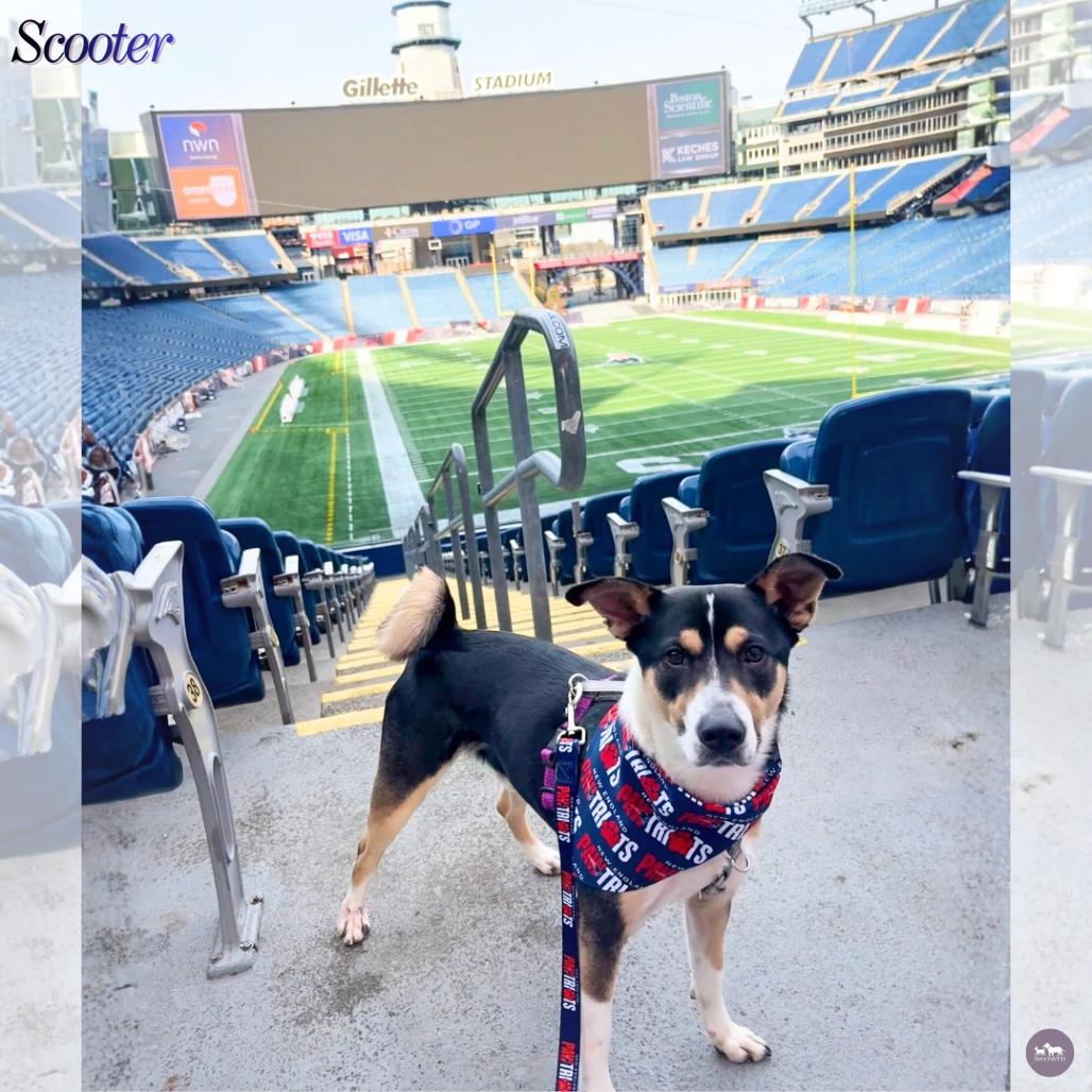 Enlarge Scooter, a Adoptable Mixed Breed in Hopkinton, MA image 3/5