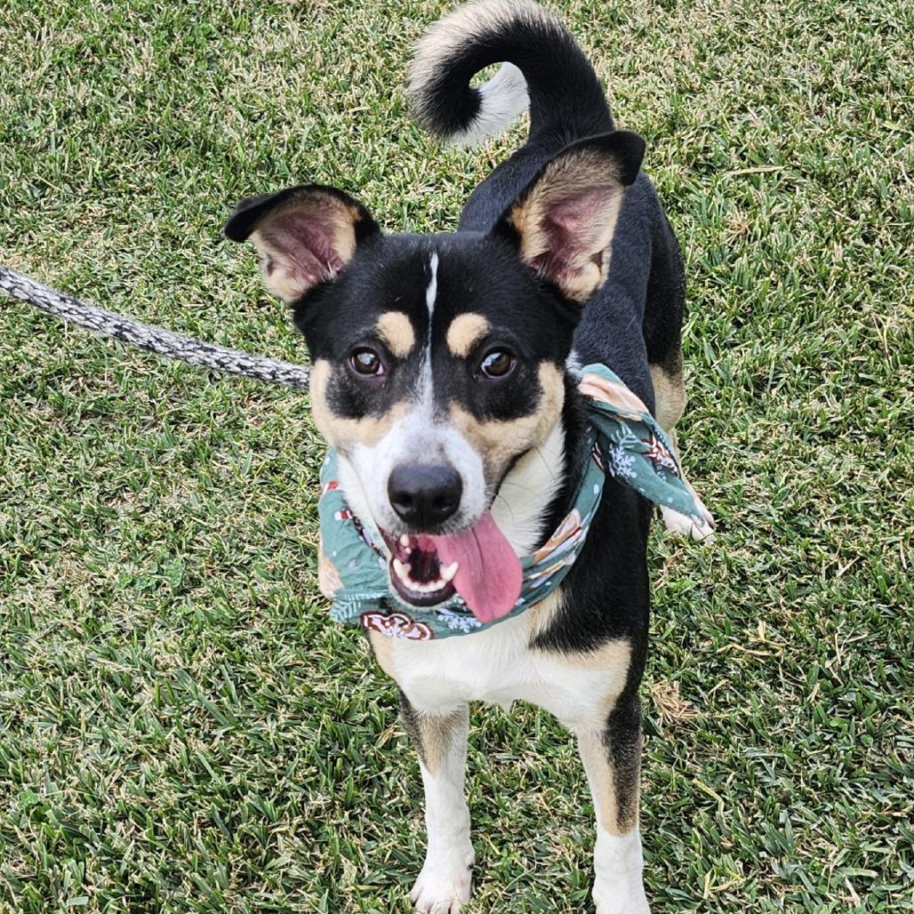 Enlarge Scooter, a Adoptable Mixed Breed in Hopkinton, MA image 4/5