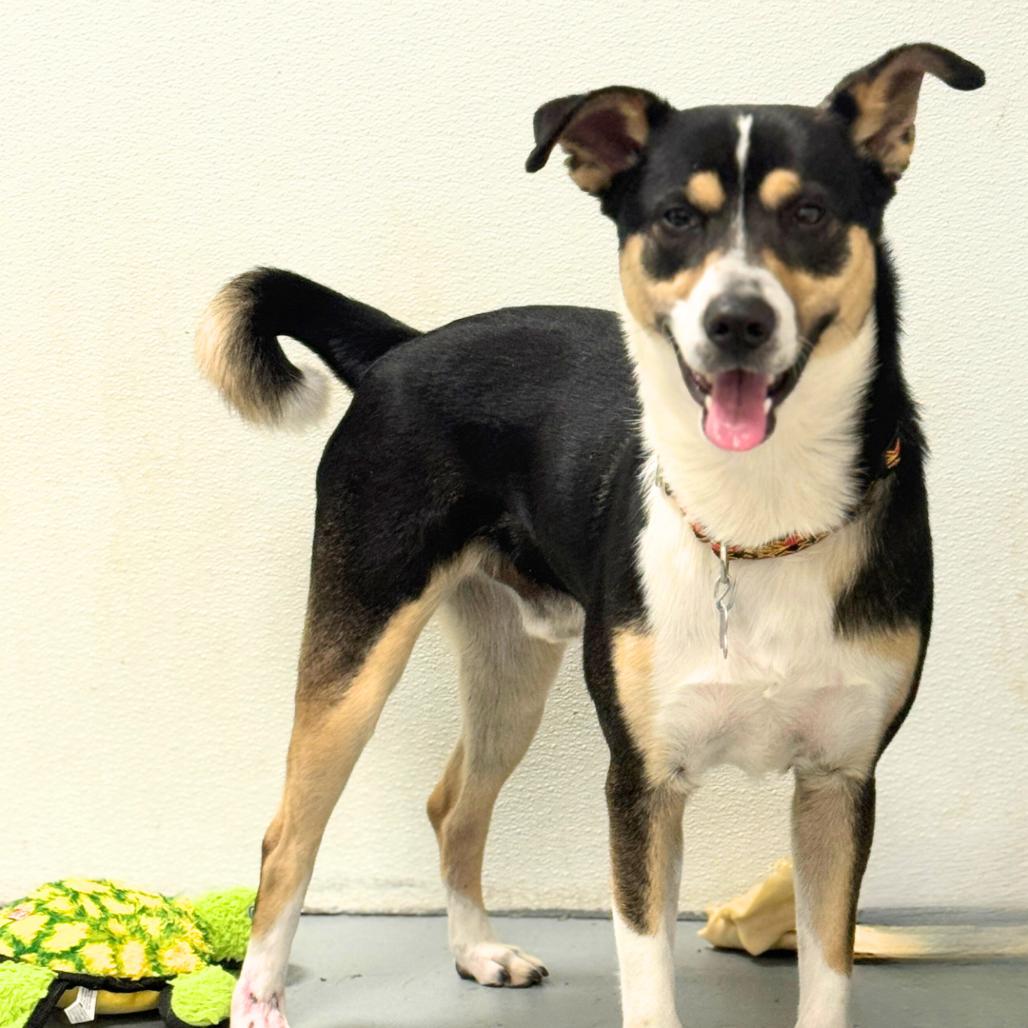 Enlarge Scooter, a Adoptable Mixed Breed in Hopkinton, MA image 5/5