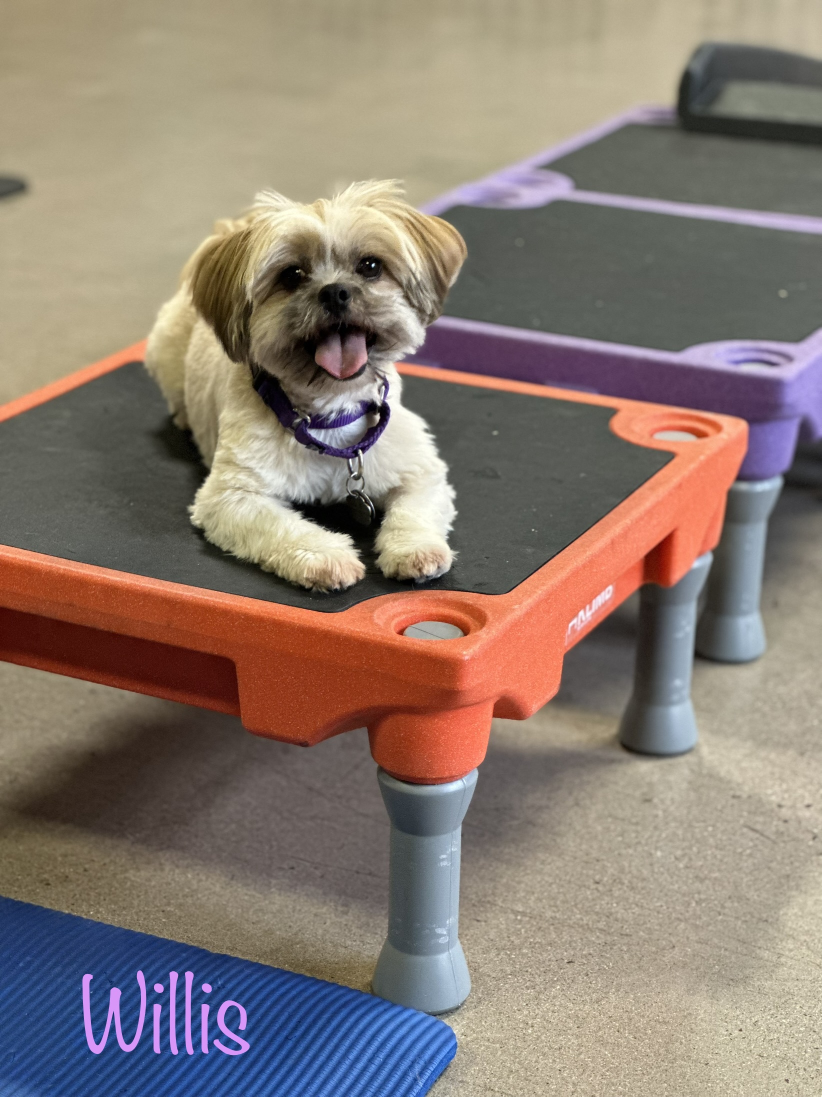 Willis, a Adoptable Shih poo image 1/2